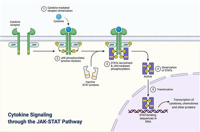 Systematic Review on the Efficacy and Safety of Oral Janus Kinase Inhibitors for the Treatment of Atopic Dermatitis